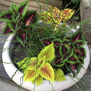 Meet your Posher, Terry